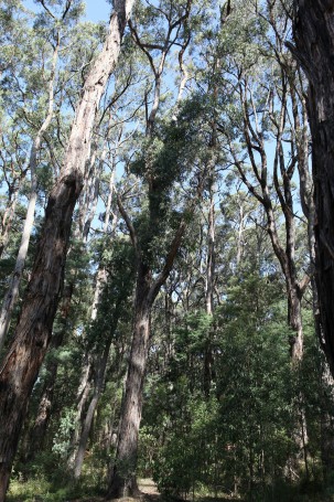 Eucalyptus sp., Emerald Dec 2019