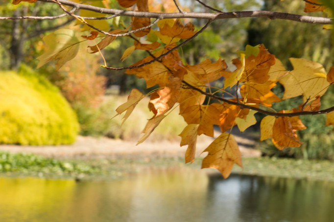 Autumn in Commonwealth Park, Canberra