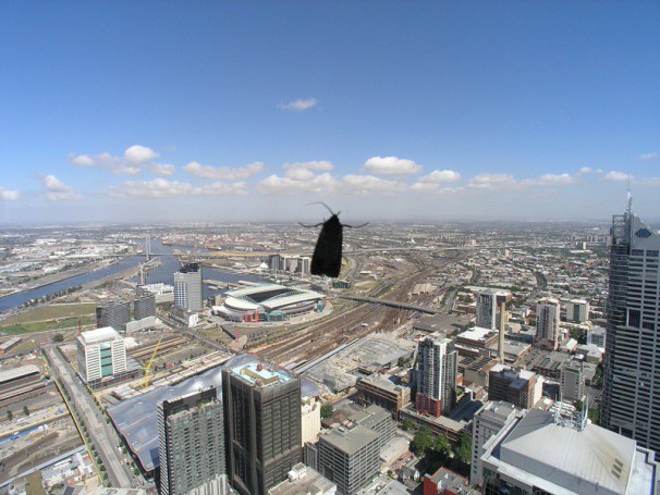 A Moth on the window of the Rialto tower - Melbourne