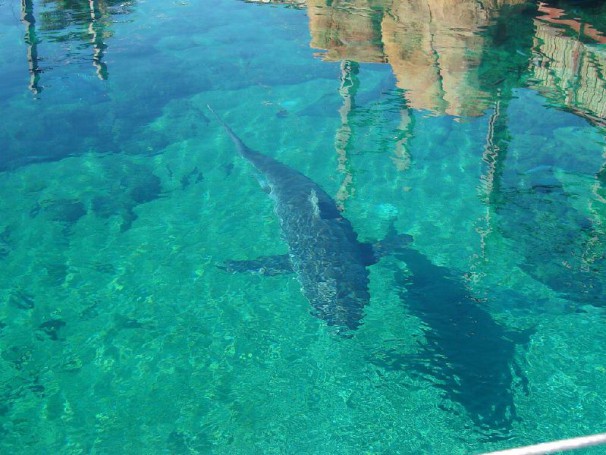 Tiger Shark at Sea World, Gold Coast