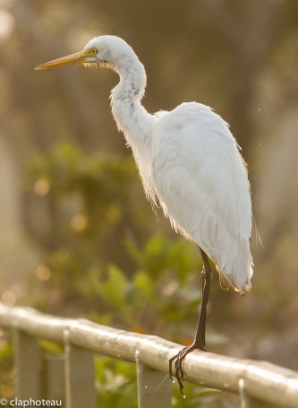 Egret, Kakadu National Park