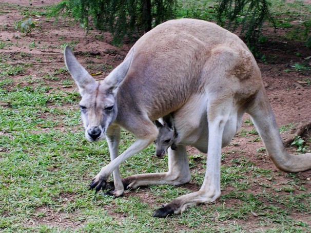 Australia Zoo, Brisbane