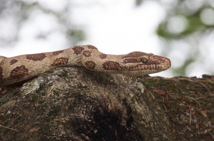 George Brown Botanical Gardens, Darwin, Northern Territory, Australia.03 - 3.5 metre python