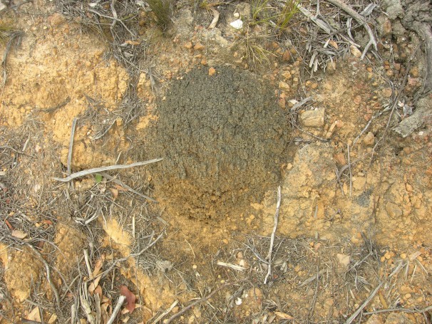 Ant mound?