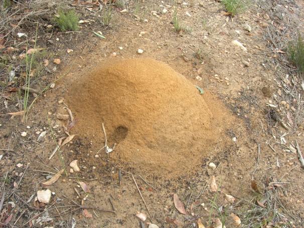 Ant Mound?