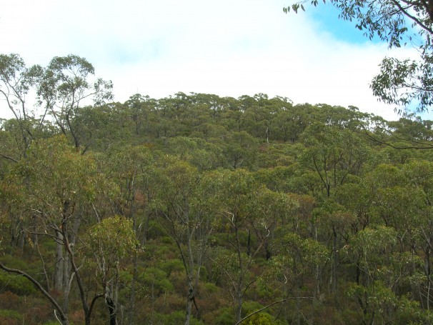Overlook with Eucalyptus trees