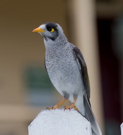 Noisy miner (Manorina melanocephala) (24 – 27 centimetres) - Lighthouse Hill, Port Stephens, NSW, Australia