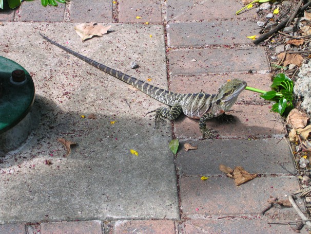 Lizard - City Botanic Garden - Brisbane