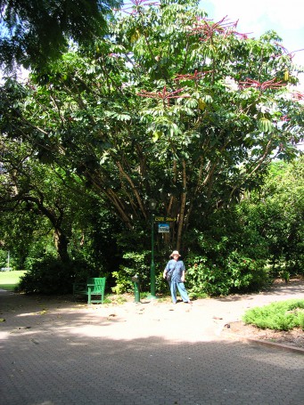 Umbrella Tree - City Botanic Garden - Brisbane
