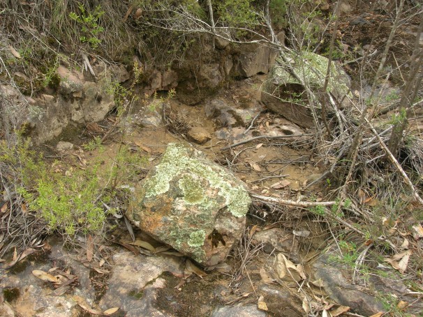 Lichen growing on rocks in wetland