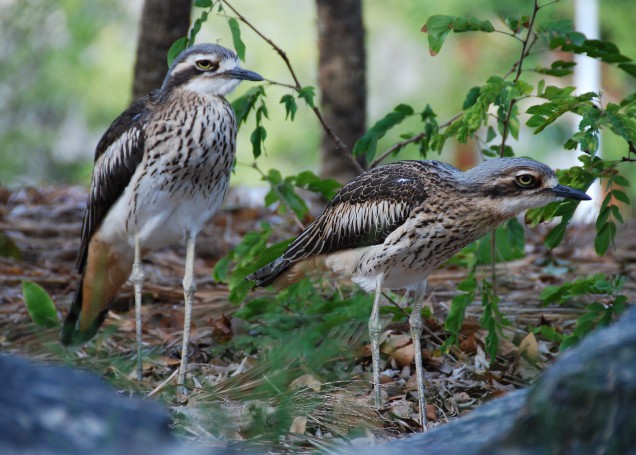 Bush Stone Curlew