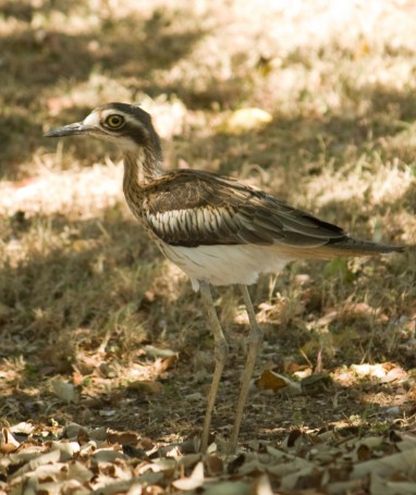 Bush stone-curlew