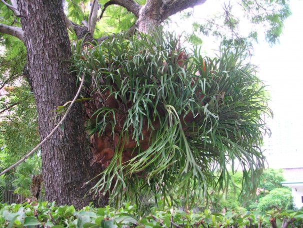 Platycerium bifurcatum - City Botanic Garden - Brisbane