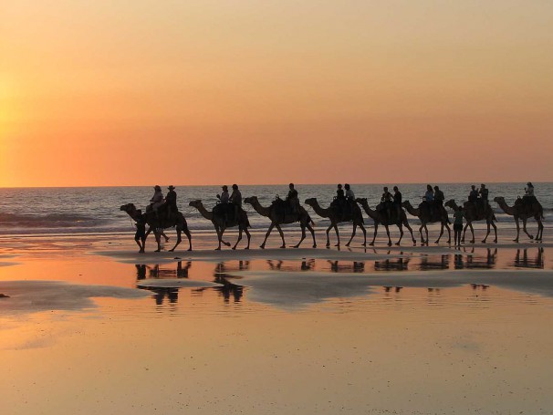 Cable Beach Camels
