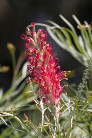 Australian Native Grevillea - Hunter Region Botanic Gardens, Heatherbrae, Newcastle, NSW, Australia.01