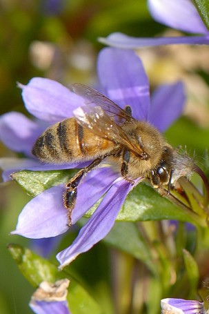 Apis mellifera (Honey Bee)