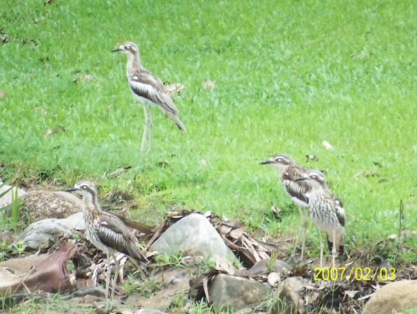 Bush Stone-Curlews