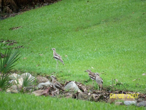 Bush Stone-Curlews