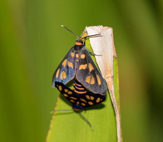 Unidentified - Gan Gan Hill, Port Stephens, NSW, Australia
