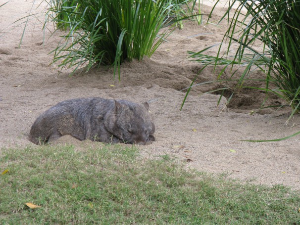 How cute are sleeping wombats?