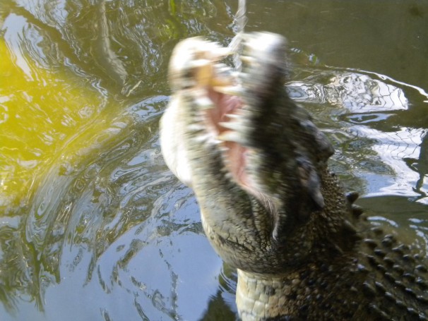 Croc Eating