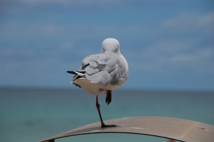 Gull. Cottesloe, Perth