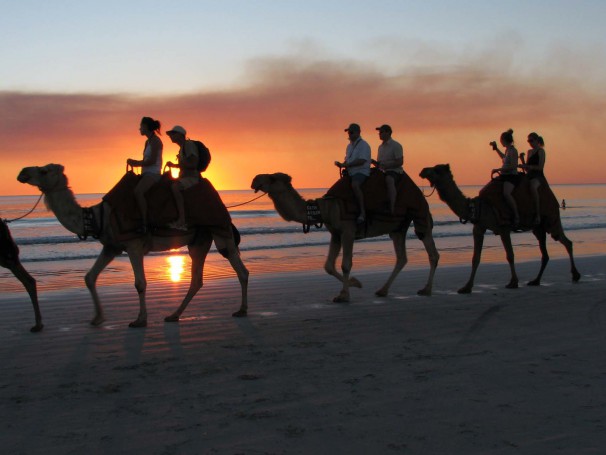 Cable Beach Camels S38383