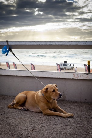 Surfest 2010: Dogged Interest