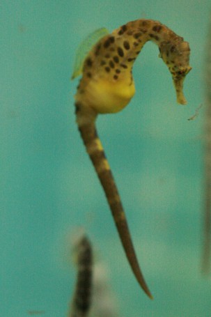 Hippocampus abdominalis (Big-bellied Seahorse) captive bred