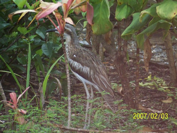 Bush Stone-Curlew