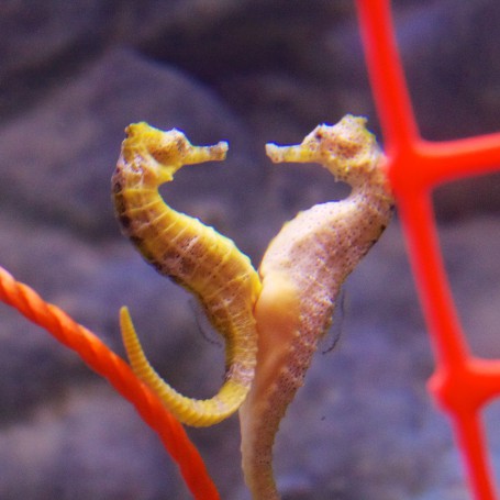 Seahorse Love