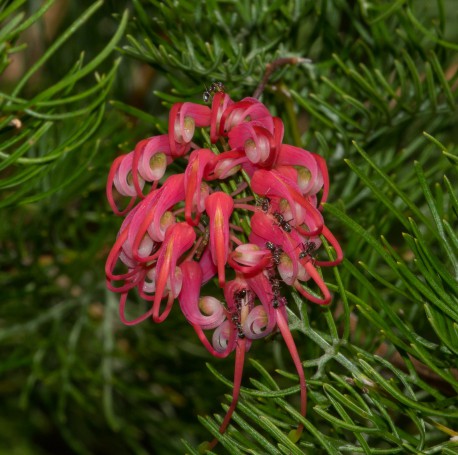 Australian native Grevillea - Hunter Region Botanic Gardens, Heatherbrae, Newcastle, NSW, Australia.02
