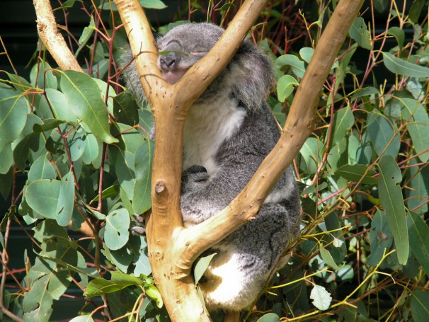 Lone Pine Koala Sanctuary - Brisbane, Australia