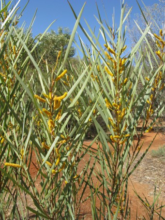 Alice Springs, September 2008