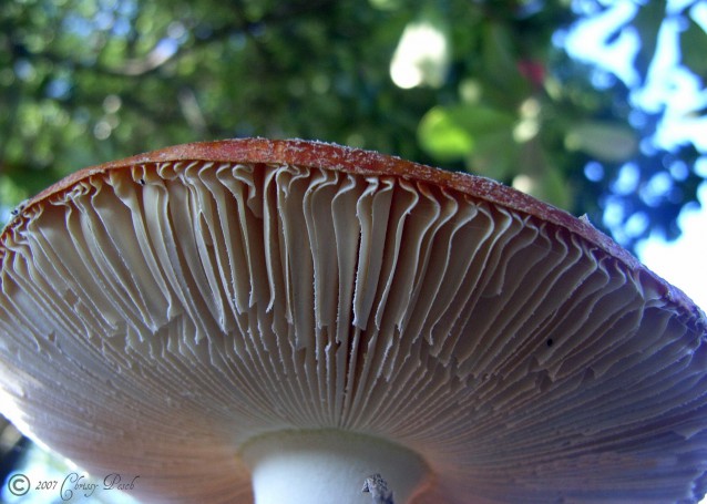 Macro Mushroom in Tassie