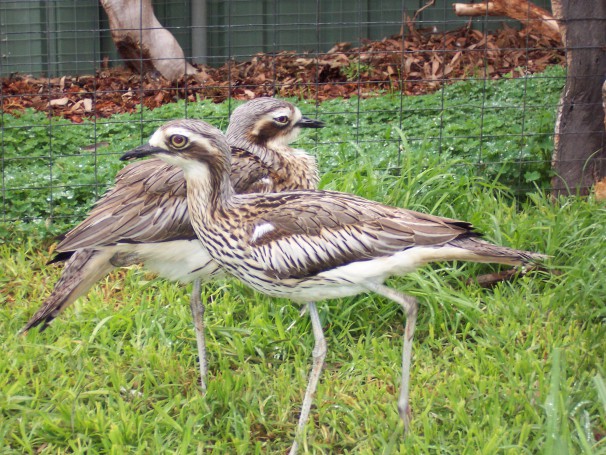 Bush Stone-curlew