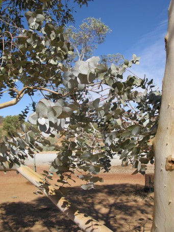 Alice Springs, September 2008