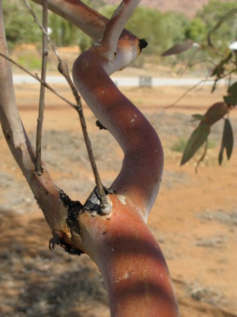 Alice Springs, September 2008