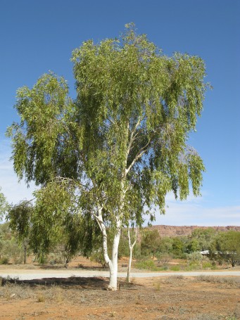 Alice Springs, September 2008