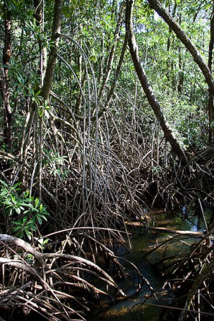 Mangroves at Cape Tribulation