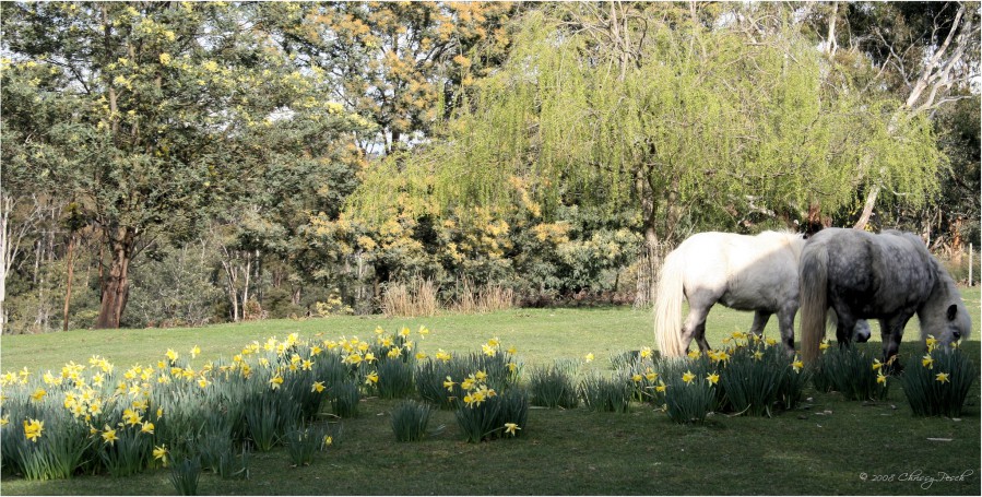 Daffodils and Room for Ponies