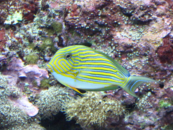 Reef HQ Aquarium à Townsville