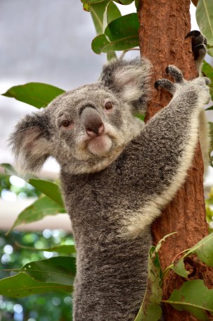 Lone Pine Koala Sanctuary (Brisbane, QLD)