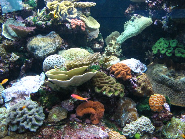 Reef HQ Aquarium à Townsville