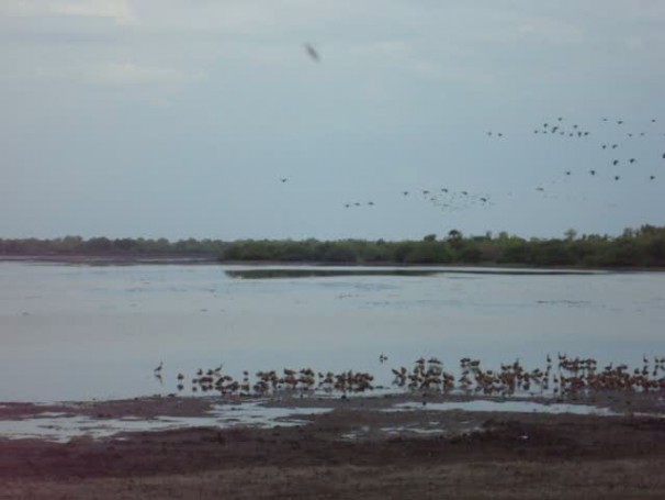 Mamukala Wetlands @ Kakadu National Park