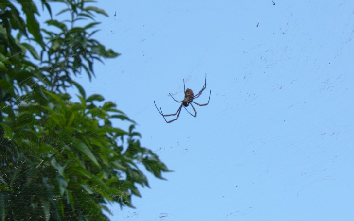 Spider in Roma Street Parklands, Brisbane