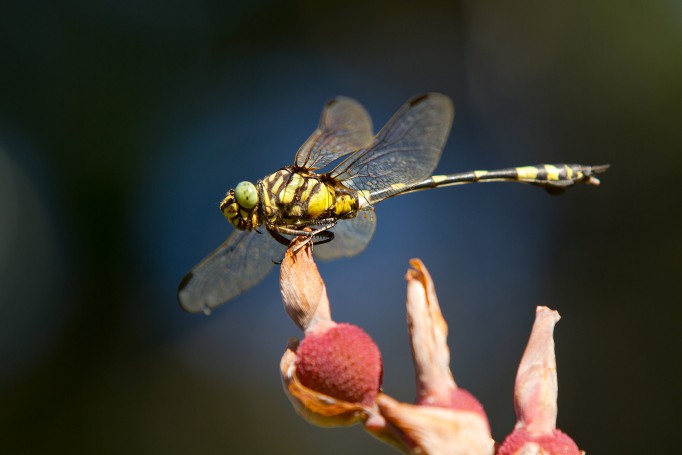 Australia Tiger dragonfly
