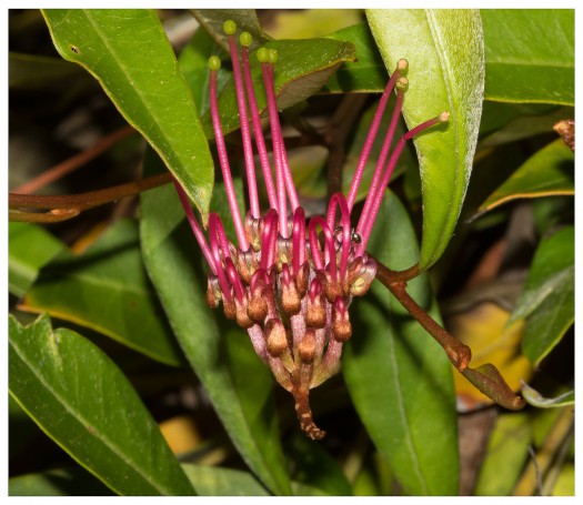 Australian native Grevillea - Hunter Region Botanic Gardens, Heatherbrae, Newcastle, NSW, Australia.04
