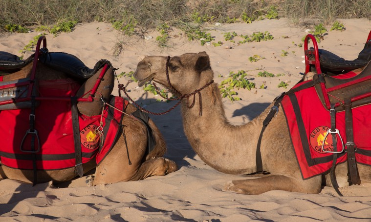 Cable Beach camels