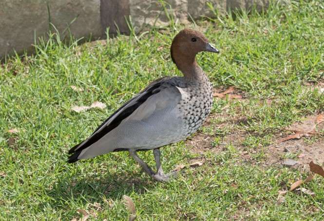 Australian Wood Duck (Chenonetta jubata) (male) (44-50 centimetres)